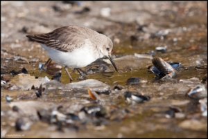 Vogels rond het Lauwersmeer – Roel Bergsma