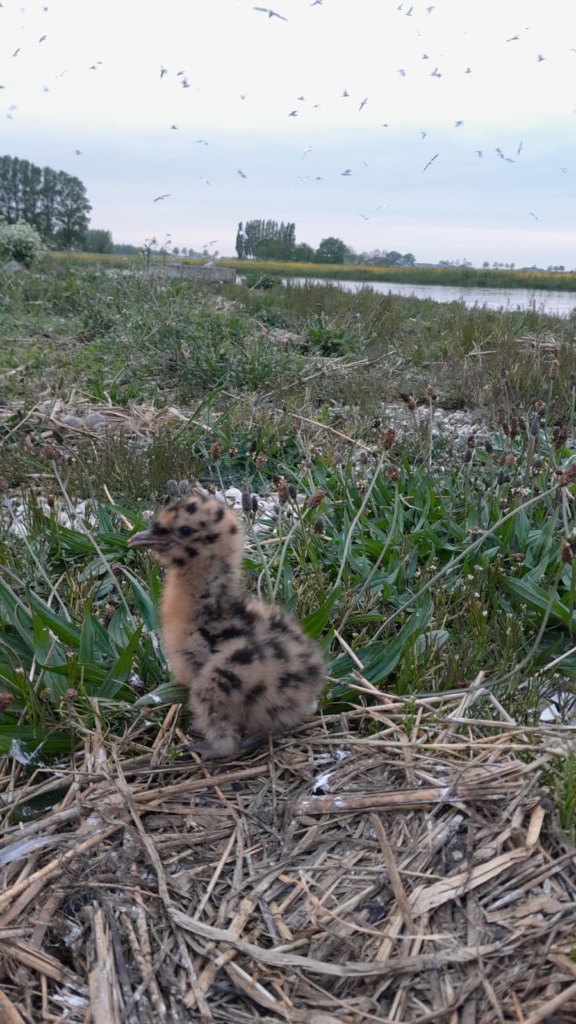 Jonge kokmeeuwen op het schelpeneiland in de Gruyts